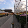 Large chrysanthemum exhibition Ikegami Honmonji Temple
