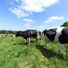 Troupeau de Vaches