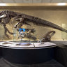 Canadian Museum of Nature