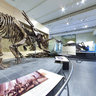 Canadian Museum of Nature