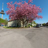 Blooming tree in Kiel