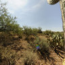 Saguaro Cactus Red Tailed Hawk