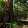 Mary Cairncross Scenic Reserve