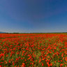 WildPoppy
