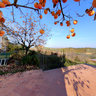 Tuscany Persimmon Tree and Friends