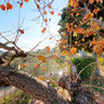 Tuscany Persimmon Tree