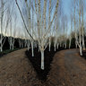 Silver Birch Grove, Anglesey Abbey, England