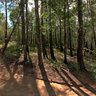 Forest near Karpovka