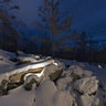 Night, forest