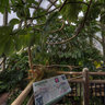 Denver Botanical Gardens Greenhouse