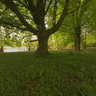 Underneath The Chestnut Tree