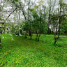 Apple garden blossom