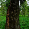 On Stump Panorama 2