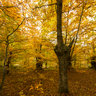 Otoño entre los Castaños, Peñacaira
