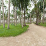 Palmtree Garden