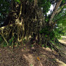 Giant Balete Tree