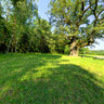 1000 year old Oaktree