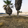 PALM TREE ROUNDABOUT at OLD TOWN AL QUAIN
