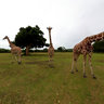 calauit giraffe feeding