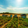 Harvesting tomatoes in Tomato Land