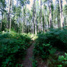 Roberts Creek twin Falls Day Rd Forest
