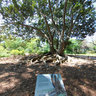 Selby Gardens Moreton Bay Fig