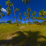 Teamae palmtrees