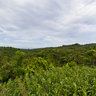 Bali Fields