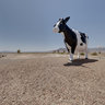 The Plastic Cow