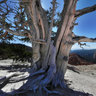 Bristlecone Pine, Cedar Breaks National Monument, Utah, USA