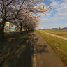 cherry blossom street