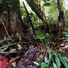Rafflesia tuan - mudae
