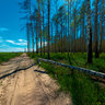Summer Forest after fire