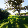 Kirstenbosch National Botanical Gardens