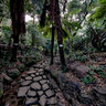 The Dell - Kirstenbosch Botanical Garden, Cape Town