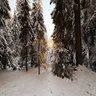 Golden light in Puijo's primeval forest, Kuopio