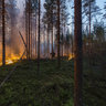 Forest fire