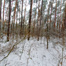 Winter Forest Vach