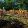 New Forest. Bracken
