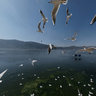 black-headed gull