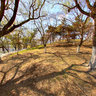 长春朝阳公园----望湖亭东侧林荫道,Changchun chaoyang park