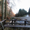 The Forest bar