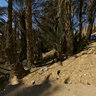 Chebika mountain oasis in eastern Tunisia