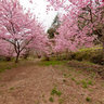 MichAdel | Taiwan Wuling Farm Pink Lady (Sakura)