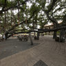 Banyan Tree Park