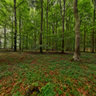 1.4 GB  -  In August in forest