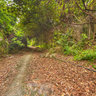 Jungle Trekking in Tioman