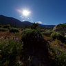 Eastern Sierra Field of Lupine