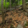 forest on a mountain in romania