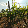 Besigheim, Vineyards, View of Neckar Valley and Hessigheim